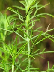 Haloragis heterophylla