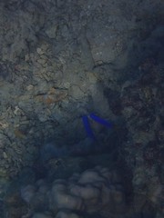 Pomacentrus coelestis