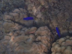 Pomacentrus coelestis