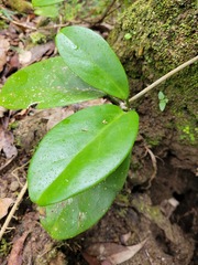 Hoya australis australis