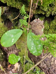 Hoya australis australis