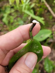 Hoya australis australis