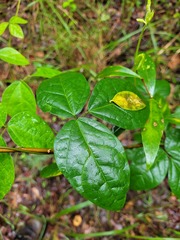 Kennedia rubicunda