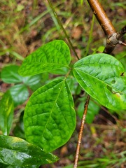 Kennedia rubicunda