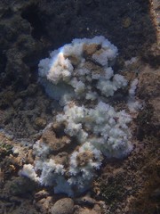 Montipora capitata
