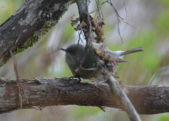 Zosterops borbonicus