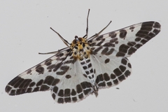 Pogonopygia nigralbata