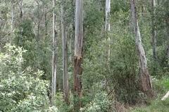 Eucalyptus delegatensis