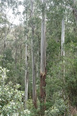 Eucalyptus delegatensis