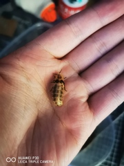 Pyrocoelia pectoralis