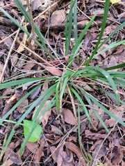 Lomandra hystrix