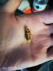 Pyrocoelia pectoralis