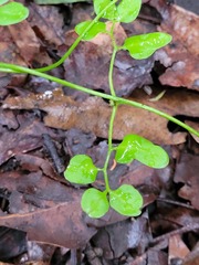 Lygodium reticulatum