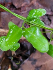 Lygodium reticulatum