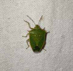 Chinavia acuta