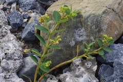 Euphorbia atoto