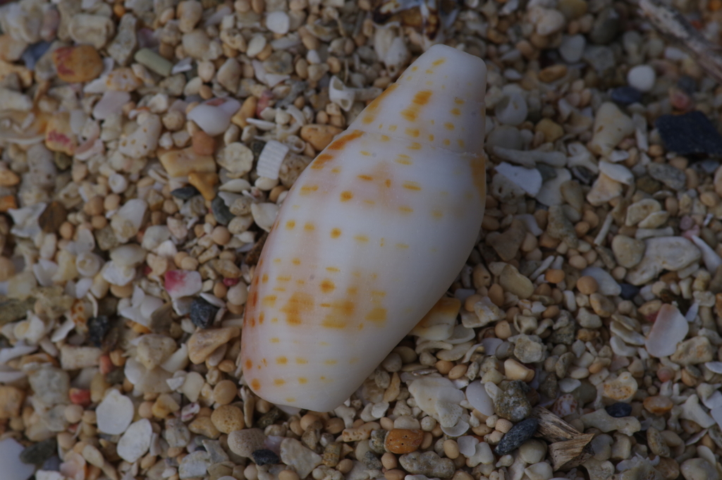 Quasimitra cardinalis