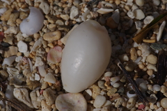 Staphylaea staphylaea