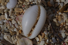 Staphylaea staphylaea