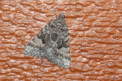 Dichromodes anelictis