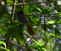 Terpsiphone bourbonnensis bourbonnensis