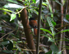 Terpsiphone bourbonnensis bourbonnensis