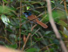 Terpsiphone bourbonnensis bourbonnensis
