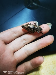 Chalcophora japonica