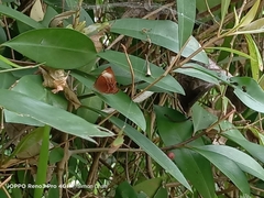 Abisara saturata kausambioides