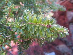 Tsuga diversifolia