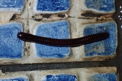 Leptogoniulus sorornus