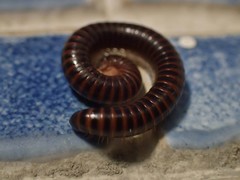 Leptogoniulus sorornus