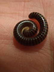 Leptogoniulus sorornus