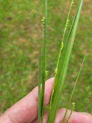 Setaria distans