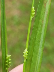 Setaria distans
