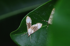 Cirrhochrista kosemponialis