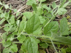 Kickxia spuria integrifolia