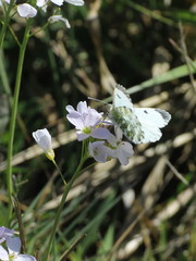 Anthocharis cardamines