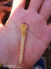 Chalcophora japonica