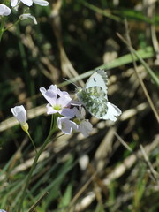 Anthocharis cardamines