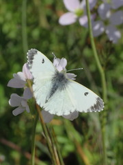 Anthocharis cardamines