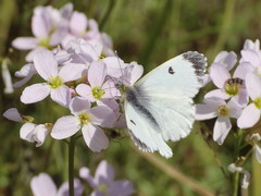 Anthocharis cardamines