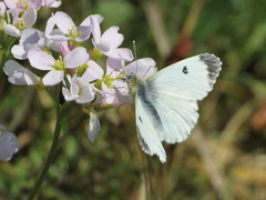 Anthocharis cardamines