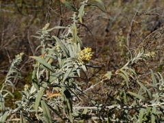 Buddleja cordobensis