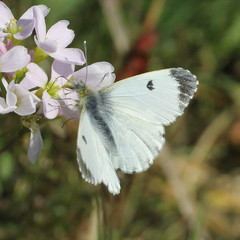 Anthocharis cardamines