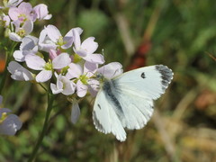 Anthocharis cardamines