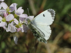 Anthocharis cardamines