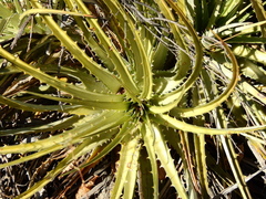 Dyckia