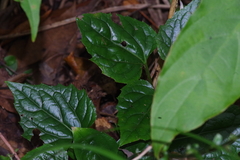 Ainsliaea macroclinidioides