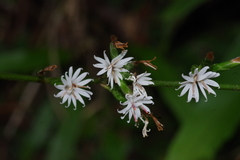 Ainsliaea macroclinidioides